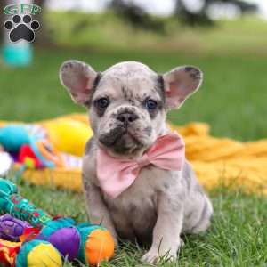 Lottie, French Bulldog Puppy